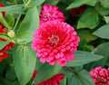 Pink Marigold Seeds - 25 Count for Garden Planting - Tagetes erecta - USA Grown - Flower Seeds