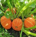 Orange Cutie Squash Seeds - 10 Seeds - Easy to Grow Cucurbita pepo - Perfect for Home Garden Planting