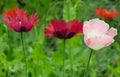 Poppy Seeds - Pepperbox Mix - 85 Seeds - Flower Seeds - GroCo Made in USA