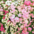 Phlox Seeds for Garden Planting - 100+ Sheep Phlox Variety - Free Shipping - Phlox subulata