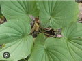 Wild Yam Plants Bare Root - 3 Dioscorea Perennial Organic Vine Bulbs - Appalachian Grown Wildflower