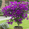 Bougainvillea Starter Plant - Violet Variety - Well Rooted Plug - Bougainvillea spp.