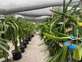 Small Dragon Fruit Cuttings - Multiple Varieties - 5" for Grafting - Hylocereus spp.
