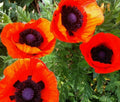 Oriental Poppy Seeds 200+ Perennial Flower Garden Reddish Orange Papaver orientale