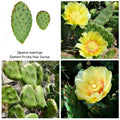 Eastern Prickly Pear Cactus Pad Cuttings (Unrooted) - 4 Variety Opuntia ficus-indica