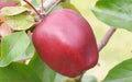 Niedzwetzkyana Crabapple Seeds - 25+ Pack for Garden Planting - Malus niedzwetzkyana - USA