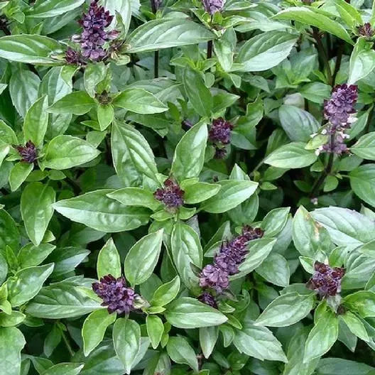 Cinnamon Basil Seeds - 500 Non-GMO Italian Herb for Cooking, Edible Teas & Potpourri - Ocimum basilicum 'Cinnamon'