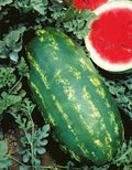 Stargazer Watermelon Seeds - 20 Organic Seeds - USA Grown - Non-GMO, Heirloom Variety