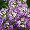 Sweet Alyssum Ground Cover Seeds - Dwarf Royal Carpet - Non-GMO - 1000 Seeds - Low Maintenance Perennial