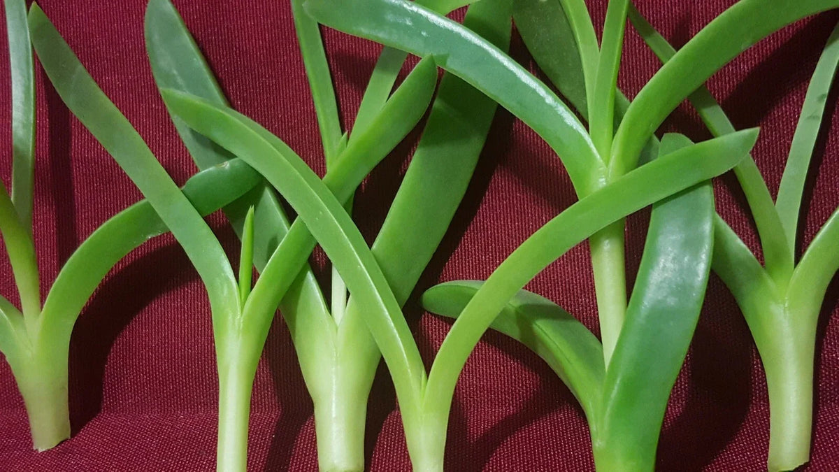 Live Ice Plant Cuttings 6 Pack, Coastal Pig Face Succulents, 3" to 4" Long, Delosperma Variety