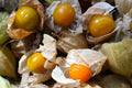 Cape Gooseberry Seeds - 100+ Rare Heirloom Spring Ground Cherry - Physalis peruviana - Sweet Fruit Seeds USA