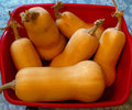 Butternut Squash Seeds Set of 50 - Cucurbita moschata - Heirloom Vegetable Garden Seeds for Planting