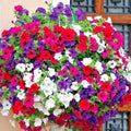 Dwarf Petunia Mix Flower Seeds - 2000 Container & Hanging Basket Garden - Petunia × hybrida
