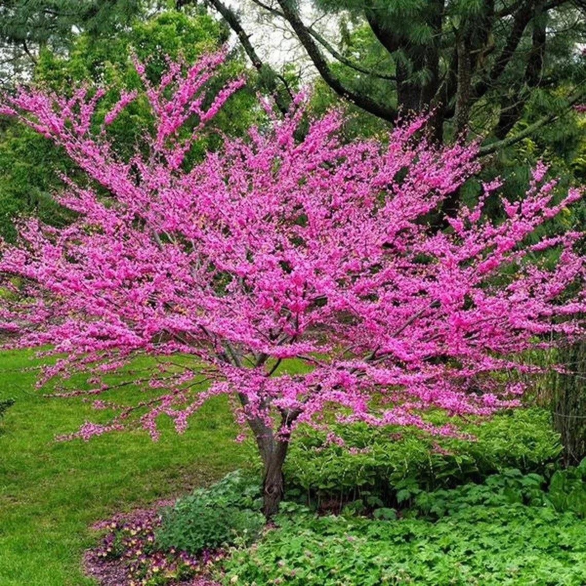 Live Eastern Redbud Tree 4"+ Tall Well Rooted Plant, Cercis canadensis, 1-2 Years Old, Vibrant Pink Flowers