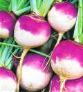 Purple Top White Globe Turnip Seeds - 500 Non-GMO Seeds for Planting - Brassica rapa