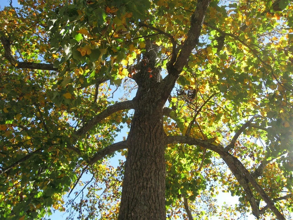 Sycamore Tree Set of 2, 18+ Inches, Bare Root, Platanus occidentalis, Live Plants