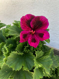 Rooted Live Plant - Unique Purple Geranium - Pelargonium - 9'' Pot Size