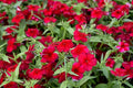 Phlox Seeds - 100+ Heirloom Red Drummondii - Fragrant Annual Flower Seeds for Garden Planting