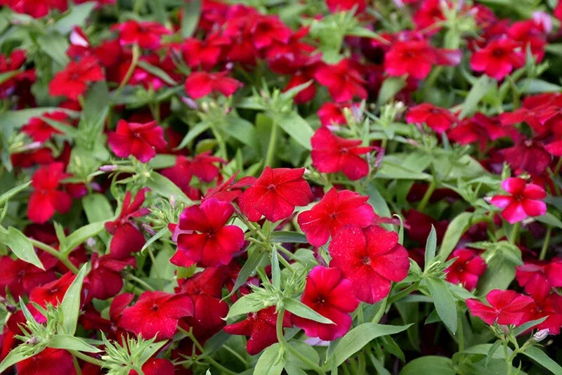 Phlox Seeds - 100+ Heirloom Red Drummondii - Fragrant Annual Flower Seeds for Garden Planting