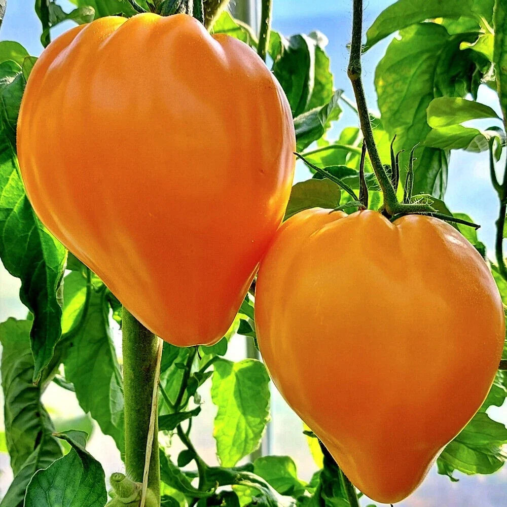Orange Oxheart Tomato Seeds - 10+ Heirloom Organic Rare Seeds - Solanum lycopersicum