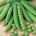 Green Arrow Pea Seeds | Heirloom Sweet Snap Peas | 2025 Fresh Seed | Pisum sativum
