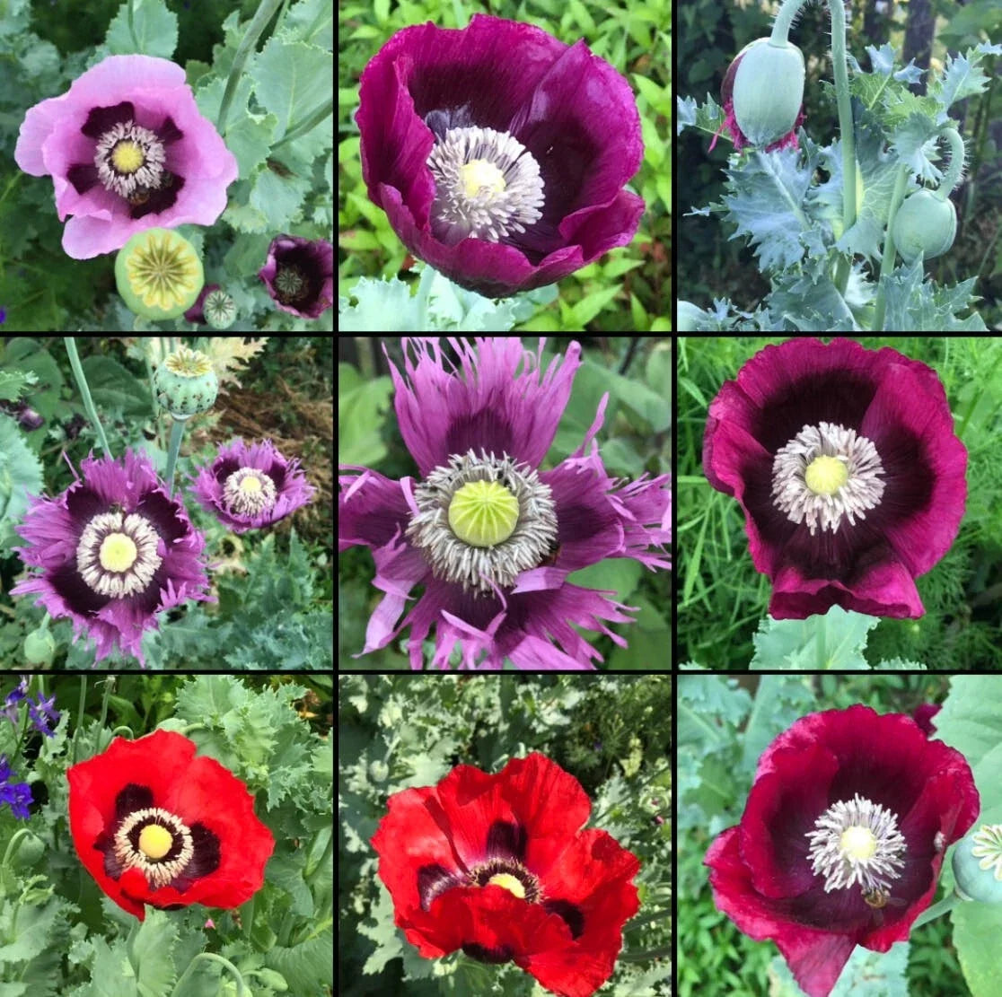 Poppy Seeds Mix 1000 Non-GMO Breadseed Colorful Pods Papaver somniferum