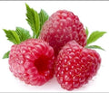 Giant Sweet Tulameen Raspberry Seeds - 100 Pack - Medicinal Antioxidant Fiber - Rubus idaeus