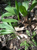 Organic Tricoccum Wild Ramps Leek Bulbs - 50 Bare Root Allium for Planting