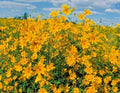 Swamp Marigold Seeds - 100+ Tickseed Native Wildflower Shrub - Fast Growing Bush Flowers