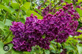 Ludwig Spaeth Lilac Starter Plant 4-8” Tall - Syringa Vulgaris, Purple Blooms, Well-Rooted, Hardy Perennial Flowering Shrub