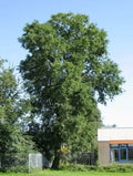 Siberian Elm Tree Seeds - Ulmus pumila - Hardy, Fast-Growing Tree for Landscaping and Reforestation