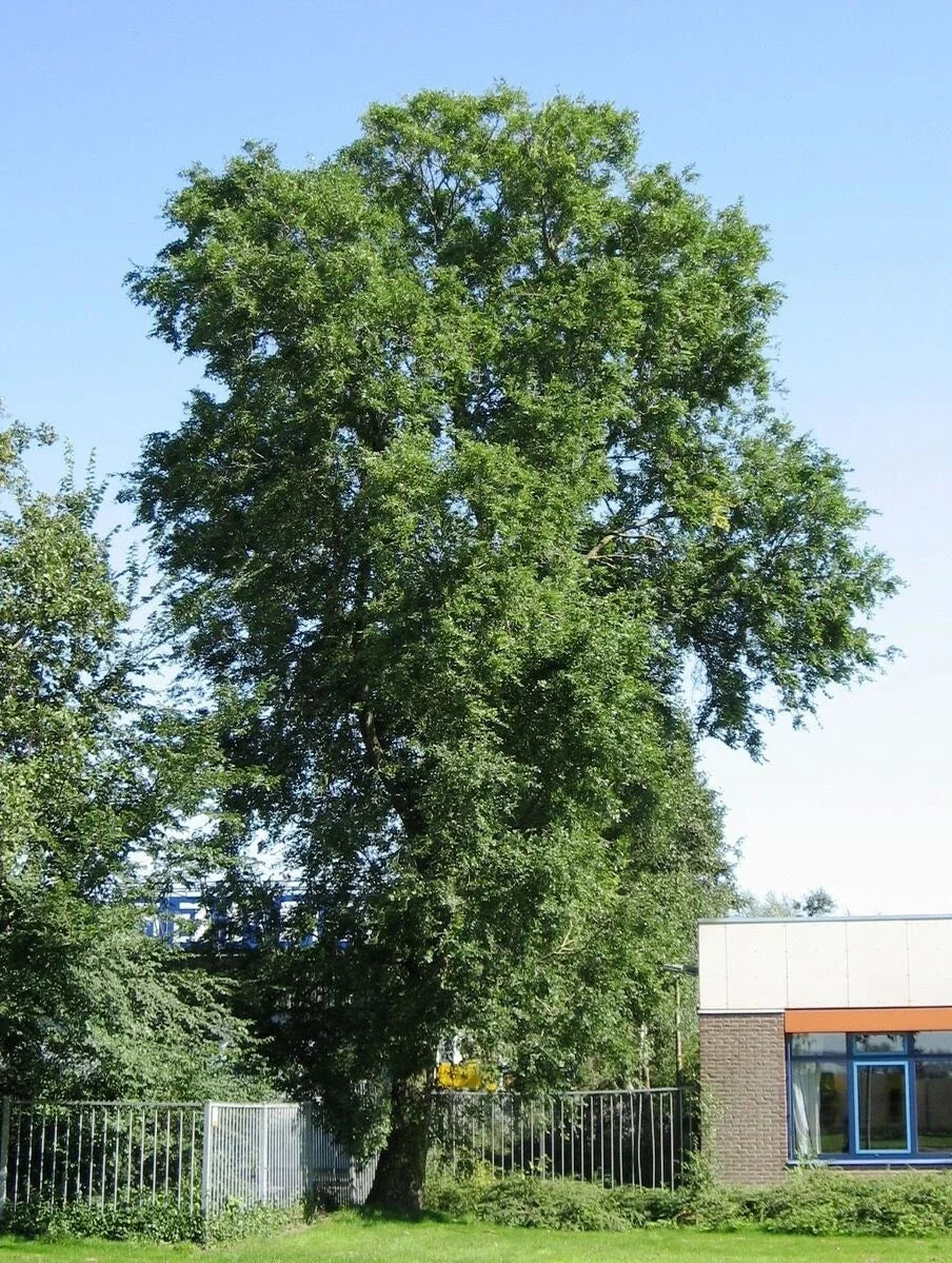 Siberian Elm Tree Seeds - Ulmus pumila - Hardy, Fast-Growing Tree for Landscaping and Reforestation