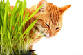 Cat Grass Seeds - 1,000 Seeds - Nutritious Treat for Cats - (Avena sativa)