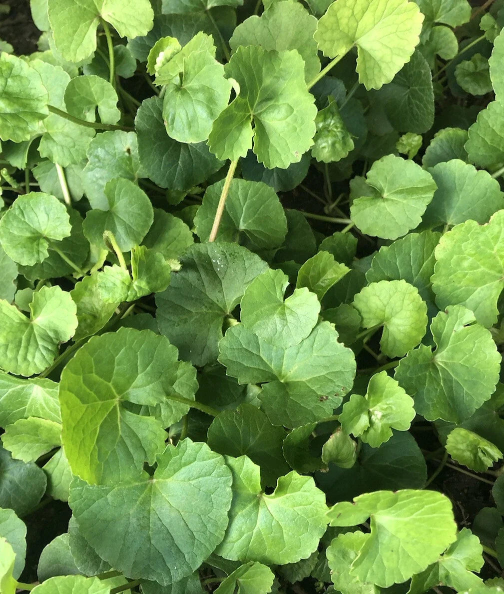 Gotu Kola Bare Root Live Plant - 10pcs Pennywort (Centella Asiatica) Ready to Plant