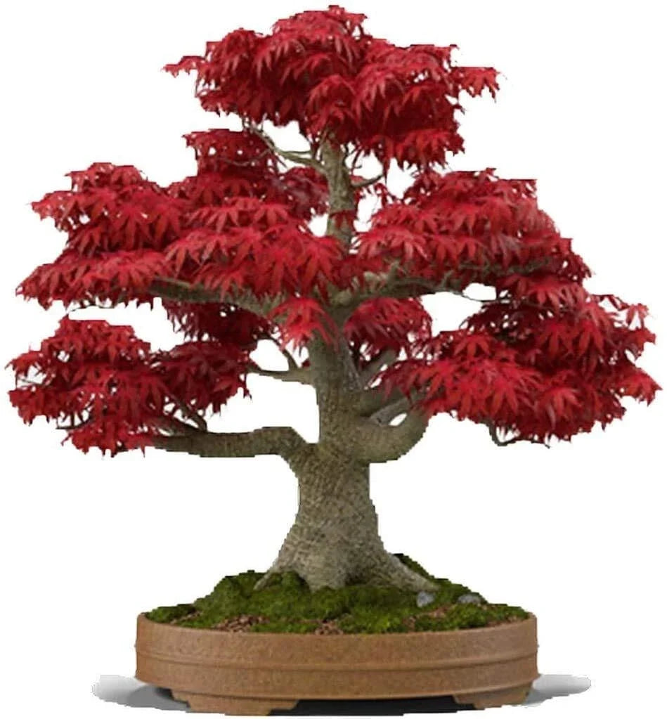 Bonsai Tree Seeds, 20+ Japanese Red Maple Seeds, Acer palmatum, Ideal for Bonsai Cultivation