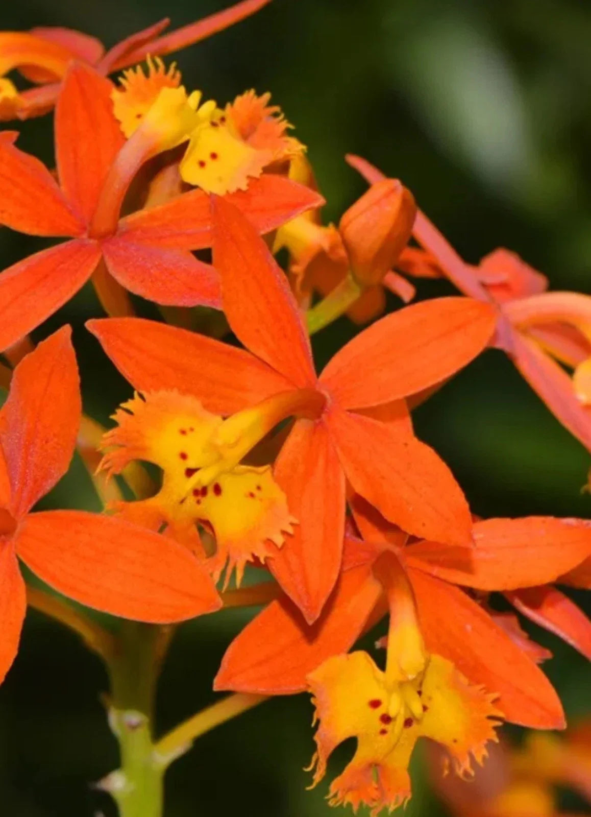 Bare Root Orchid Plant - Epidendrum radicans, Orange Reed Stem Variety, Tropical Flowering Orchid