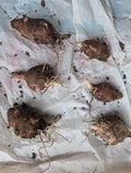 Red Organic Jerusalem Artichoke Tubers for Planting - 6 Small/Medium Helianthus tuberosus
