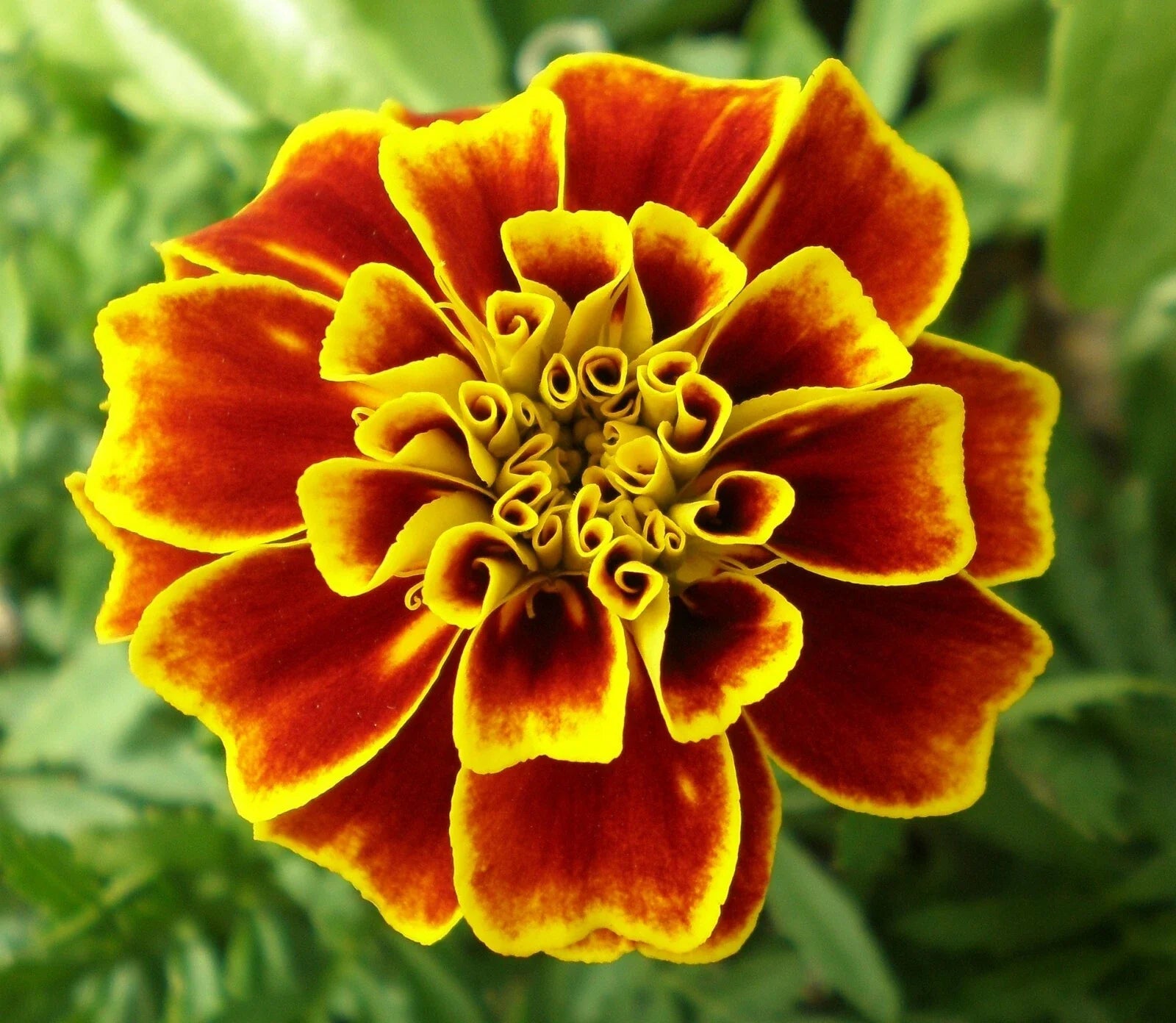 French Marigold Seeds - Tagetes Patula Durango - 20 Pack - Vibrant Annual Flowers - Free Shipping
