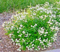 New Jersey Tea Herb Seeds - 26+ Native Wildflower Shrub for Shade Garden & Container - Ceanothus americanus