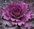 Ornamental Cabbage Seeds - Osaka Red - 40 Fresh Seeds - Brassica oleracea