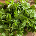 Fenugreek Seeds - 500+ Count - Indian Herb for Planting - Trigonella foenum-graecum - USA South Asian Variety