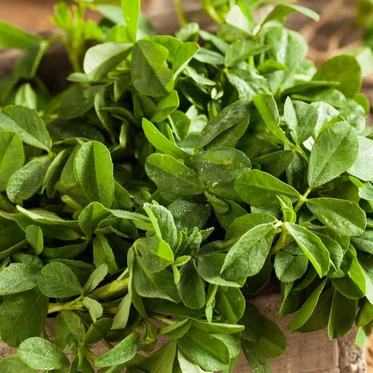 Fenugreek Seeds - 500+ Count - Indian Herb for Planting - Trigonella foenum-graecum - USA South Asian Variety