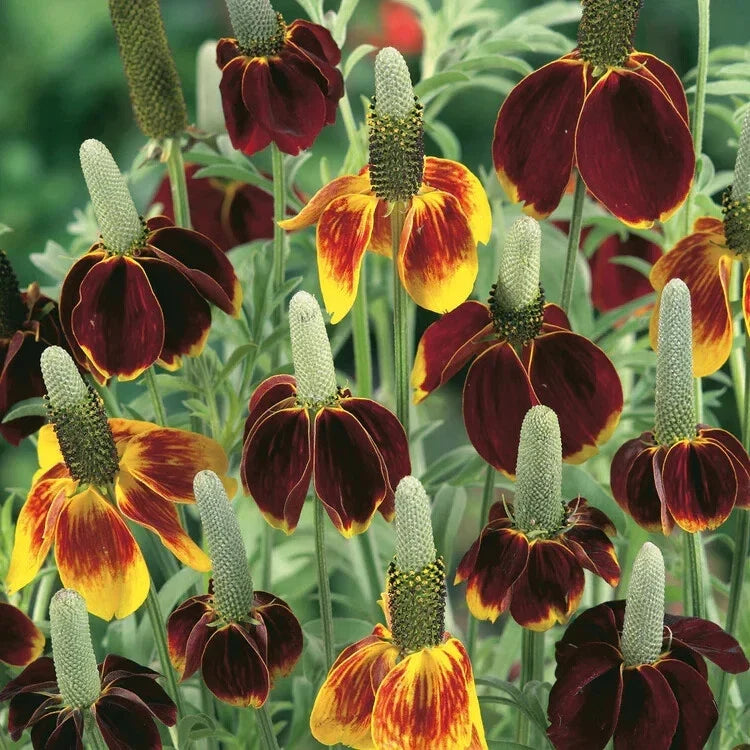 Mexican Hat Seeds - 200 Organic Seeds - Ratibida columnifera - USA Grown, Free Shipping