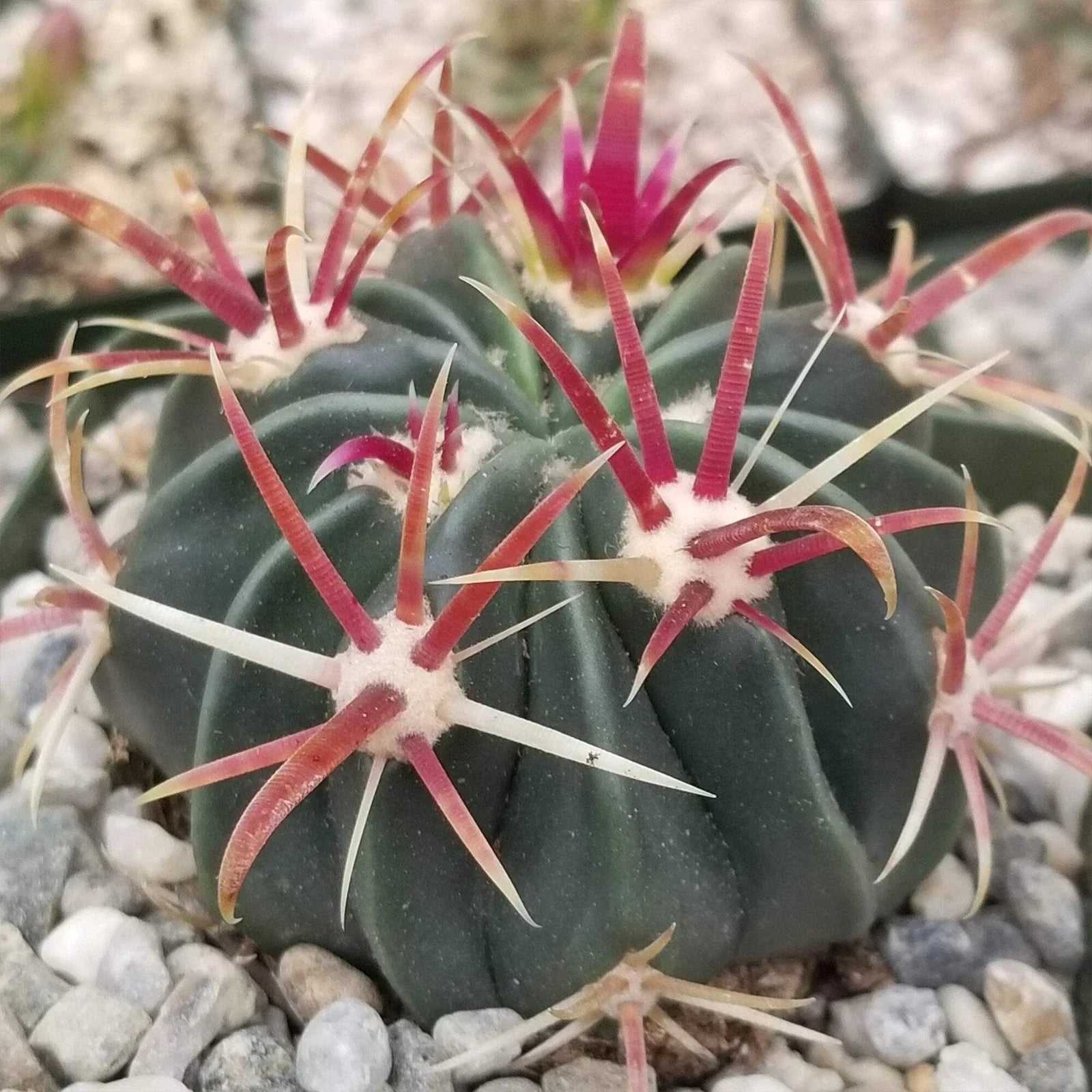 Devil's Tongue Cactus Plant - Ferocactus latispinus - Real Live Succulent - Unique Spines and Texture