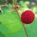 Thimbleberry Raspberry Plant - Thornless Starter Plant for Zones 3-8 - Rubus parviflorus