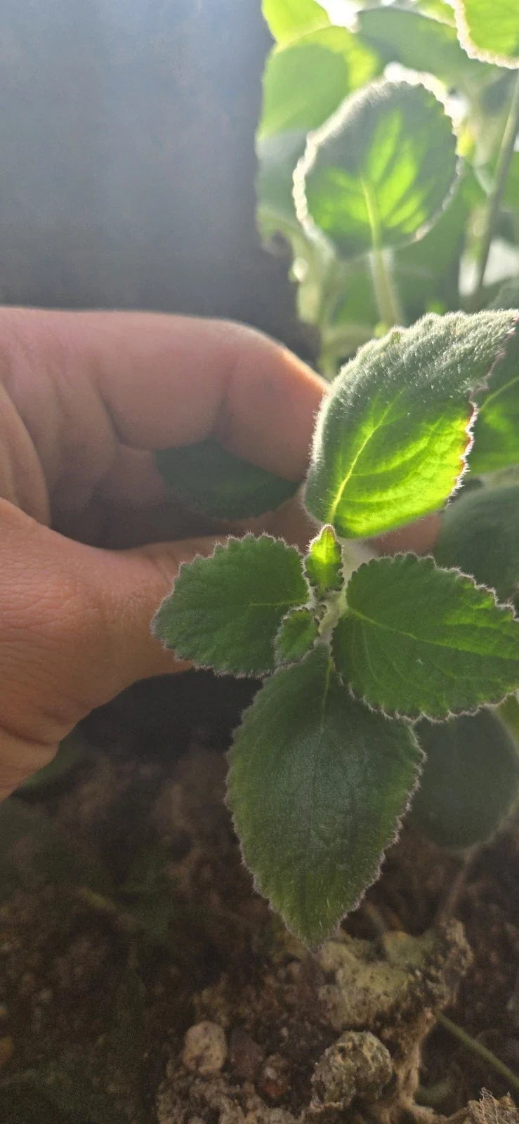 Nautilocalyx Adenosiphon Cuttings - 2 Healthy Terrarium Plants - Ideal for Indoor Gardening and Terrarium Decor