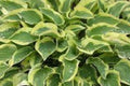 Hosta Plant - Medium - Pilgrim Variety - Shade-Tolerant Perennial (Hosta spp.)