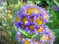 Hardy Perennial Plants - 20 Starter Plants - Lavender Tatarian Aster (Aster tataricus)