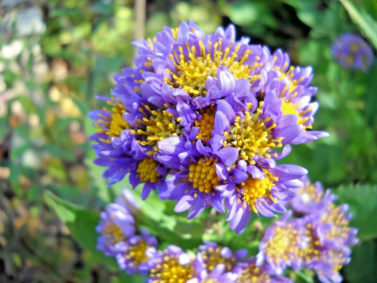 Hardy Perennial Plants - 20 Starter Plants - Lavender Tatarian Aster (Aster tataricus)