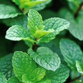 Live Peppermint Plant - 4" Pot - Mentha x Piperita - Fast Growing Herb for Culinary Use